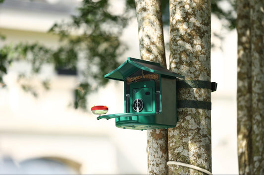 birdvue-feed-1-4g-smart-bird-feeder-review